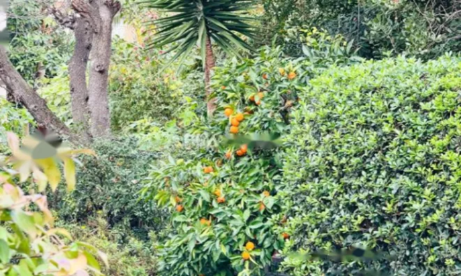 Недвижимость Apartment Cannes: 19