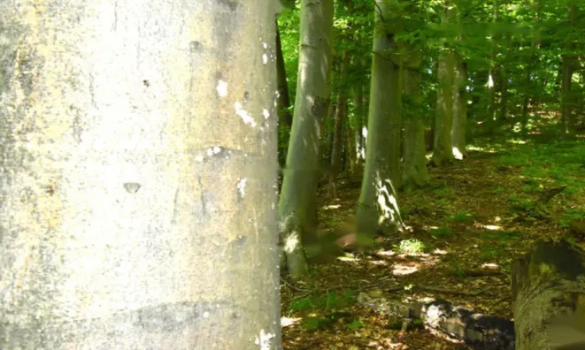 Недвижимость Усадьба Кметияново, Уйковицы, Шентюрт.: 27