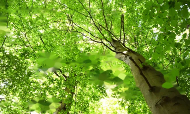 Недвижимость Усадьба Кметияново, Уйковицы, Шентюрт.: 29