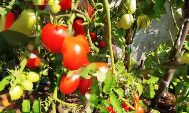 Недвижимость Поместье, ферма Чолнишче.: 23