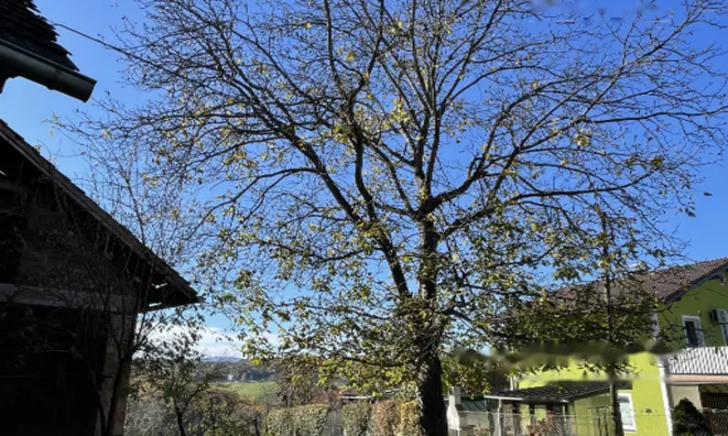 Недвижимость Дом, Чершак: 7