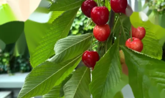 Недвижимость Finborough Road, Chelsea: 6