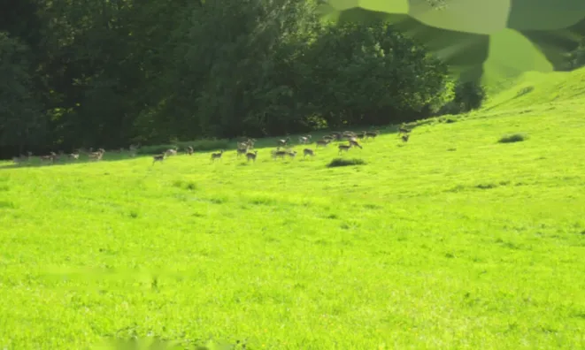 Недвижимость Усадьба 'Кметияново Ремшник': 6