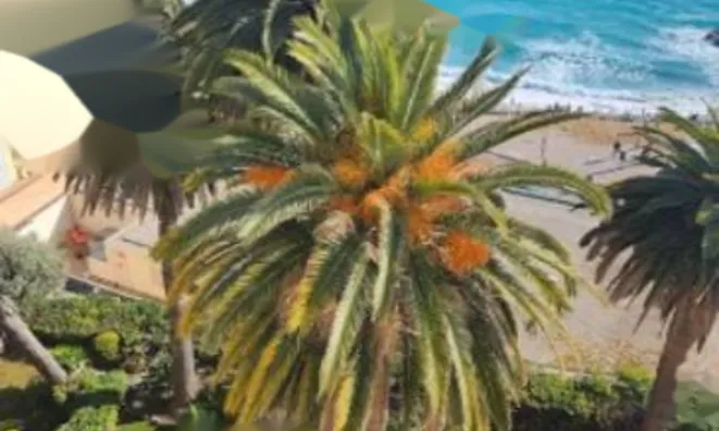 Недвижимость Apartment Cannes: 5