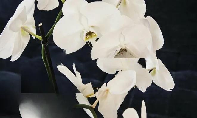 Недвижимость Apartment Monaco, Jardin Exotique: 6