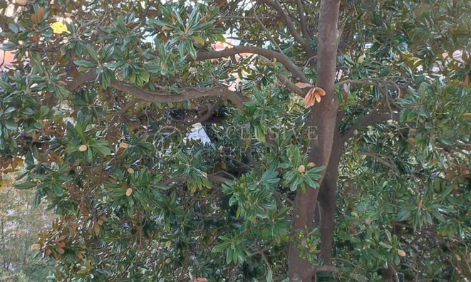 Недвижимость Трехкомнатная квартира Центр: 32