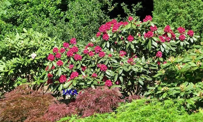 Недвижимость Villa 5 bedrooms for sale in Kehlen: 6