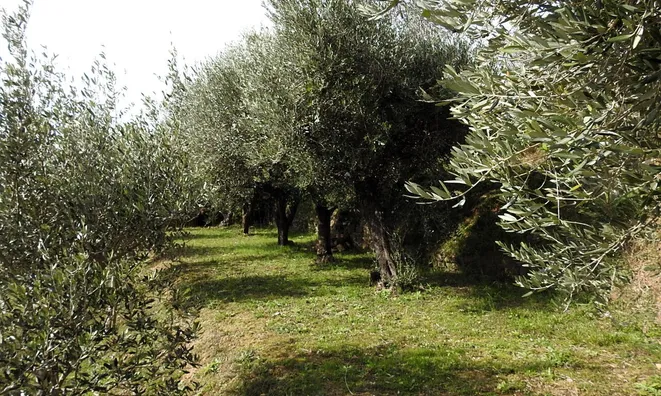 Недвижимость Дом, Лучия, Камполин: 5