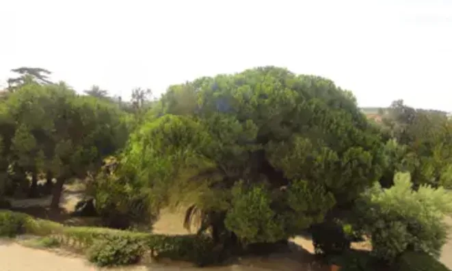 Недвижимость Villa Cannes: 15