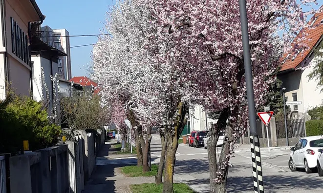 Недвижимость Дом Шишка: 1