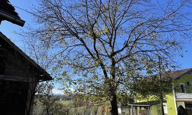 Недвижимость Дом, Цершак: 7