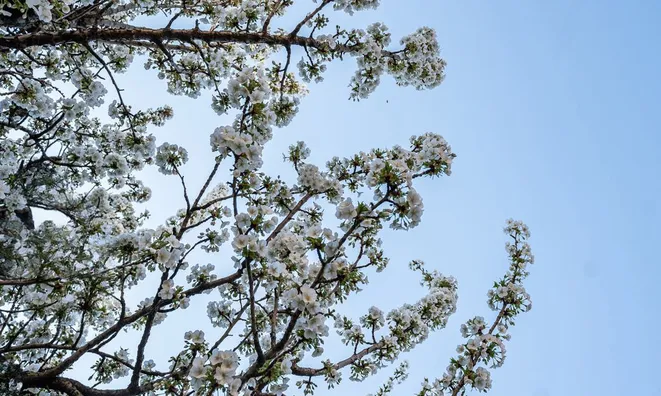 Недвижимость Cherry Garden Street: 8