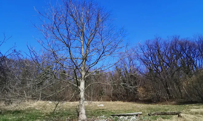 Недвижимость Дом, Подвин при Ползели: 8