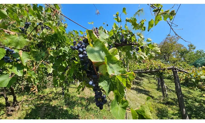 Недвижимость Глобока: 26