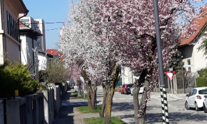 Дом, Сподня Шишка