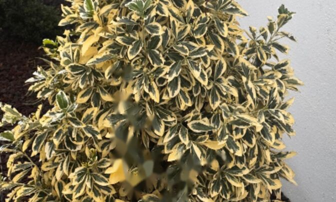 Квартира, 5+ комнат, Центр