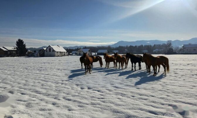 Двор, ферма Любечна.