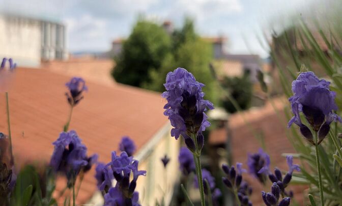 Four-room apartment in Koper center